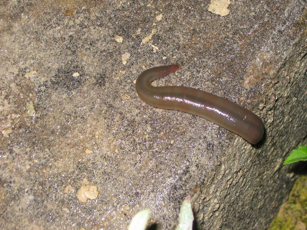 Erpobdellidae
